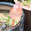 8Pcs Self Watering Tool Self Watering Tool Automatic Drip Irrigation Supplies Dripping Water Devices for Potted Plants Flower