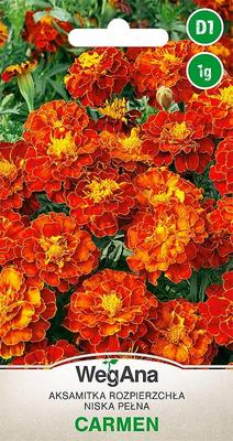 Tagetes Rozpierzchła low Carmen 1g σπόροι κατιφέ -