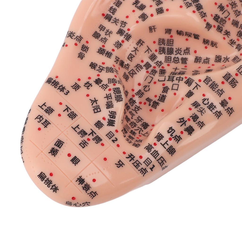 17cm Ear Acupuncture Model Clear Acupoint Professional Ear Reflexology Display Model for Learning