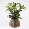 Plante Artificielle - Mica Decorations - Hosta - H65 X Ø40 Cm - Vert - Sans Entretien