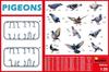 Miniart 1/35 Scale Plastic Model Kit MA38036, Set of 36 Pigeons
