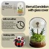 Natural Flowers Rose Dandelions Real Dried Flower for Crafts Glass Cover Home Office Decoration for Birthday Mother's Day Gifts