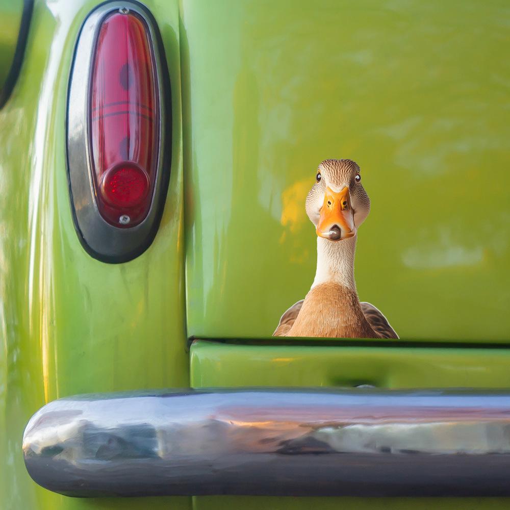 Sticker Decorativi Gialli a Forma di Paperella per Sfondo Vetro Auto