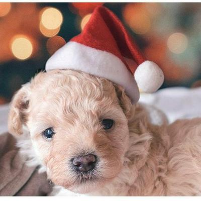 Kreative Weihnachts-Tierhut für Teddybären, Pandas, Katzen und Hunde - Festliches Feiertagskostüm & Partydekoration