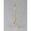 Standing Human Skeleton Model with Medium Spine and Pelvis