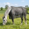 Breathable Horse Fly Sheet Wear-Resistant Equine Mesh Vest Horse Belly Protect Cover  Horse Riding