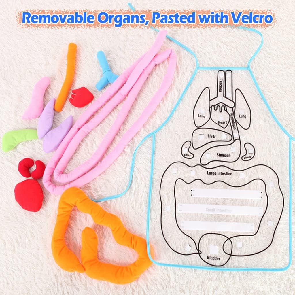 3D Organ Apron,  Anatomy Apron Human Body Organs Awareness Educational Toy for Home Preschool Teaching Aid