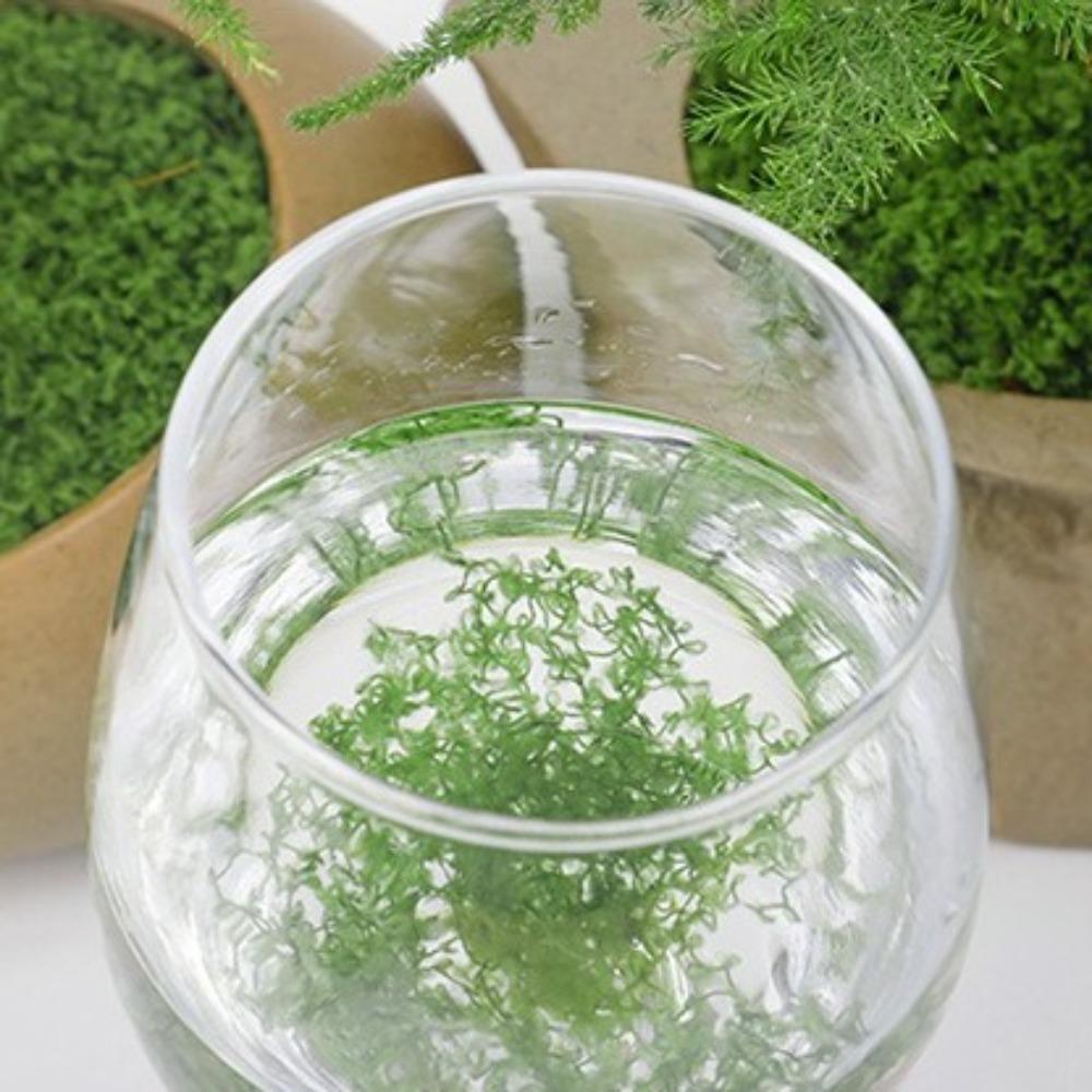 100G Artificial Moss Mini Landscape Green Moss Miniature Scene Moss Terrarium DIY Craft Preserved Plant Moss Garden Decor