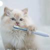 Pet Toothbrush for Small Cats, Dogs, Dogs, Rabbits and Hamsters - for Cleaning The Mouths of Soft-furred Animals