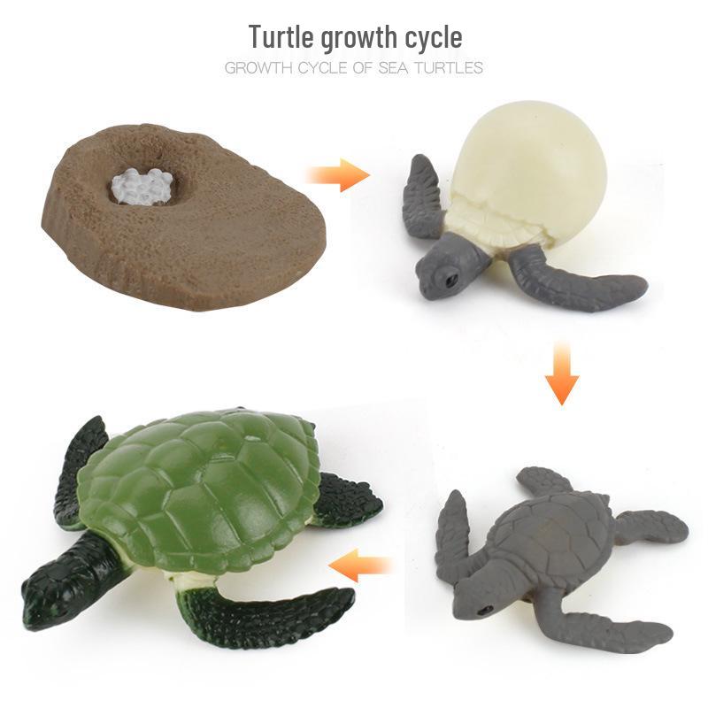 Realistic Sea Turtle, Frog, Snail, and Chick Growth Cycle Figurines for Kindergarten Montessori Learning