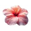 Diatomaceous Earth Bath Mat Non-Slip Absorbent Floor Mat Easy To Clean Quick-Drying Irregular Floral Design Entrance Rug