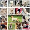 Dog Clothes for Small Dogs Warm Pet Dog Knit Sweater Cute Solid Puppy Turtleneck Winter Soft Cat Sweaters Chihuahua Pet Clothes