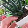 Mini Artificial Aloe Plants Bonsai Immortal Finger Gemstone Flower Pot Plants Fake Flowers Office Table Potted Ornaments Decor
