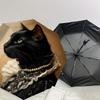 1pc Cat Portrait Automatic Folding Umbrella, Heavy Duty 8 Rib Iron Frame,  Suitable for Travel, Daily Use, Birthday, Decor Gift M0104071