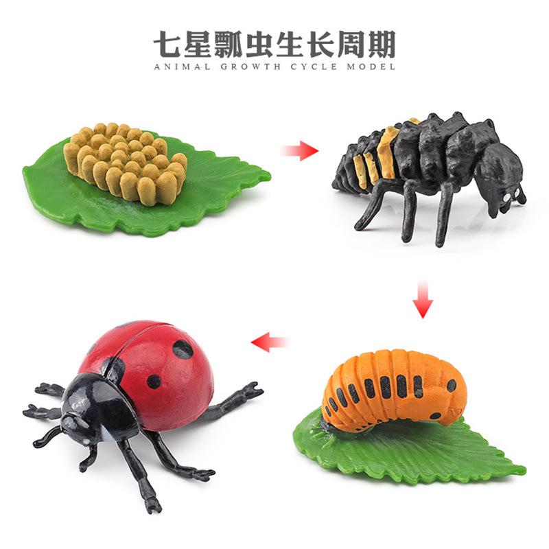 Life Cycle Board Montessori Kit Biology Science Education Toys For Kids Sensory Tray Animal Figure Life Cycle Sorting Wooden Toy