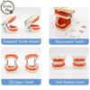 Model dydaktyczny do nauki stomatologii 32 zęby Miękkie dziąsło Żywica Model zębów Typodont do ćwiczeń dla dentystów Narzędzie do nauki Model demonstracyjny stomatologiczny