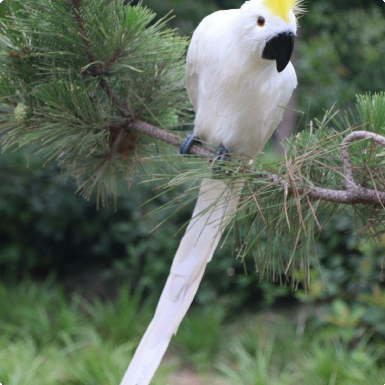 Simulation Parrot Realistic Design Feathered Parrot