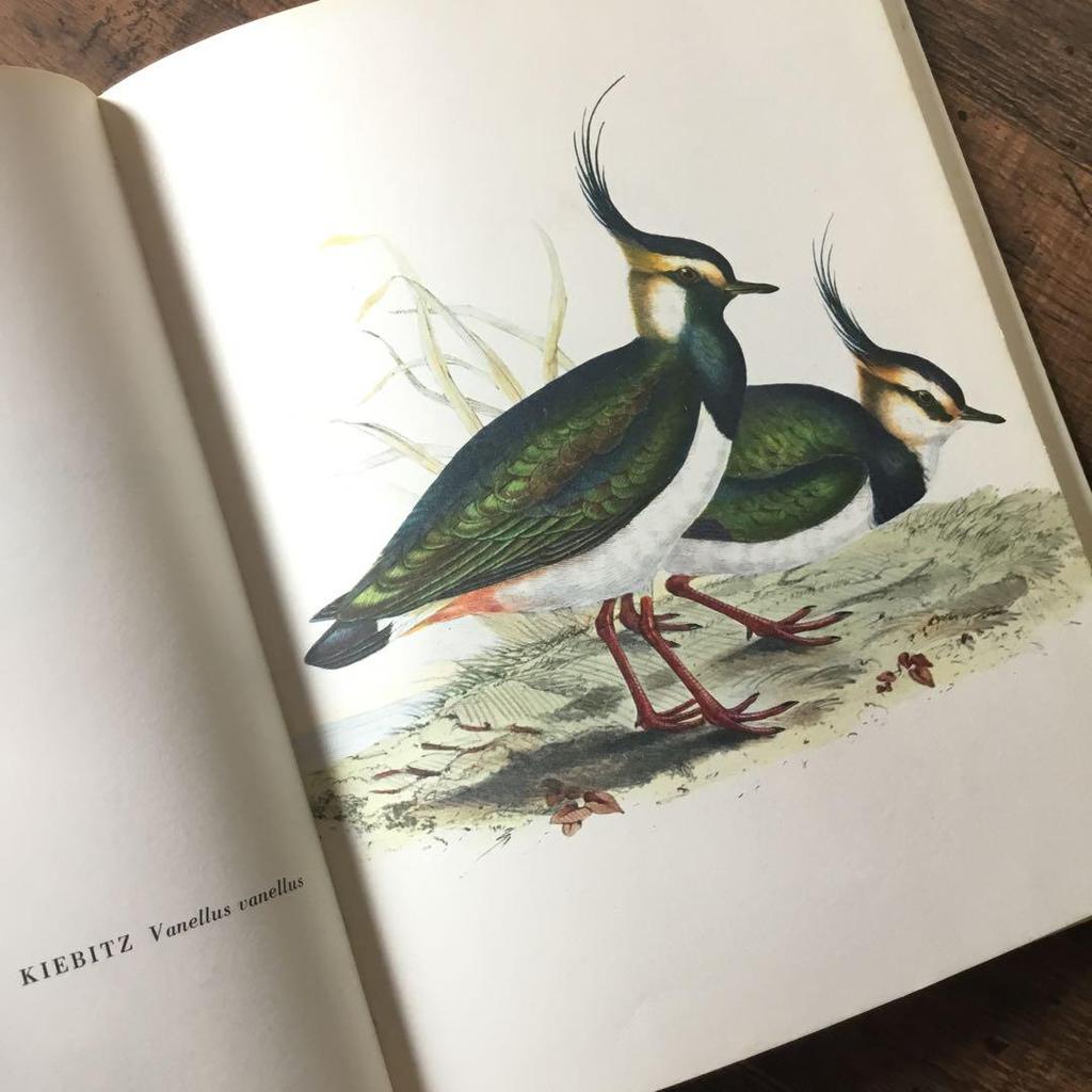 [USED] Foreign books, German bird guides, old books, vintage books