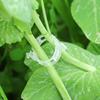 100/200/300/400/500Pcs Garden Plant Support Clips Grape Tomato Ties Vegetable Vine Stem Fixing Clip Cucumber Flower Squash Vine