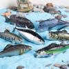 Cognitive Ocean Animal Model Toy - Salmon, Bass, Tuna, Marlin, Shark