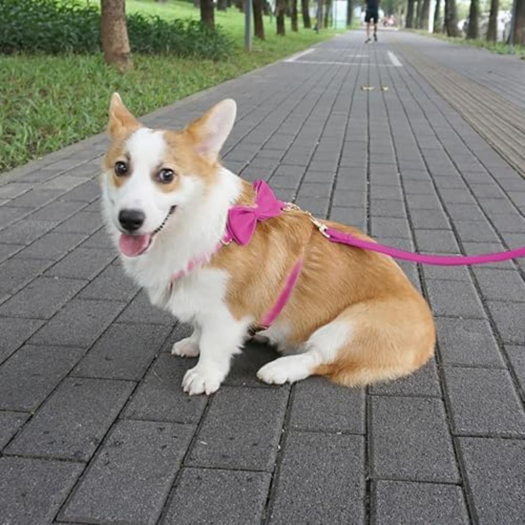 Pet Collar with Zinc Alloy Buckle M Size Harness (Width 2.5cm Neck 38-57cm Chest 45-72cm) 120CM Leash 11*6CM Bow Set