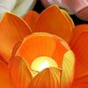 Lotus Flower DIY Lantern Material Kit 3D Mid Autumn Lotus Lantern  Children