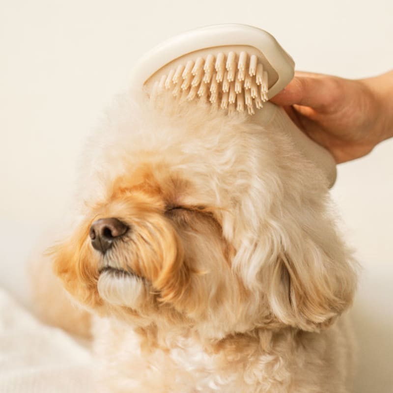 [Animale de companie] Pieptene de masaj mărime medie