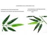 Bamboo Indoor Screen: Dense Green Fake Bamboo Leaves for Plant Landscaping