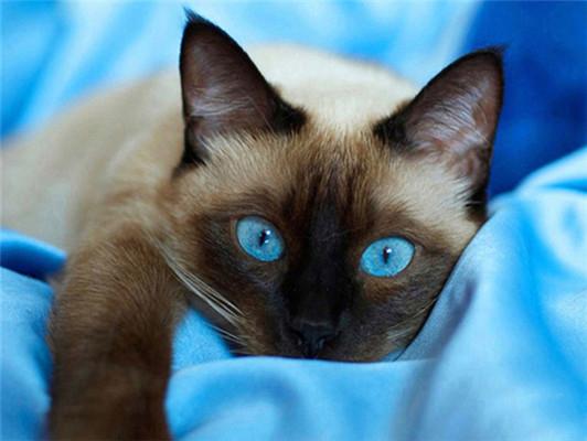 Diamond Mosaic Animal Diamond Painting Cats Diamond Embroidery Cross Stitch Flowers Picture Of Rhinestones Handcraft