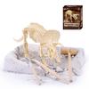 NEW 6 Optional DIY Simulation Archaeological Excavation of Dinosaur Skeleton Fossil Model Educational Toys Gift for Children