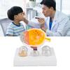Enlarged Human Eye Anatomical Model Accurate Shows Optic Nerves Cornea Iris Lens Medical Eyeball Model