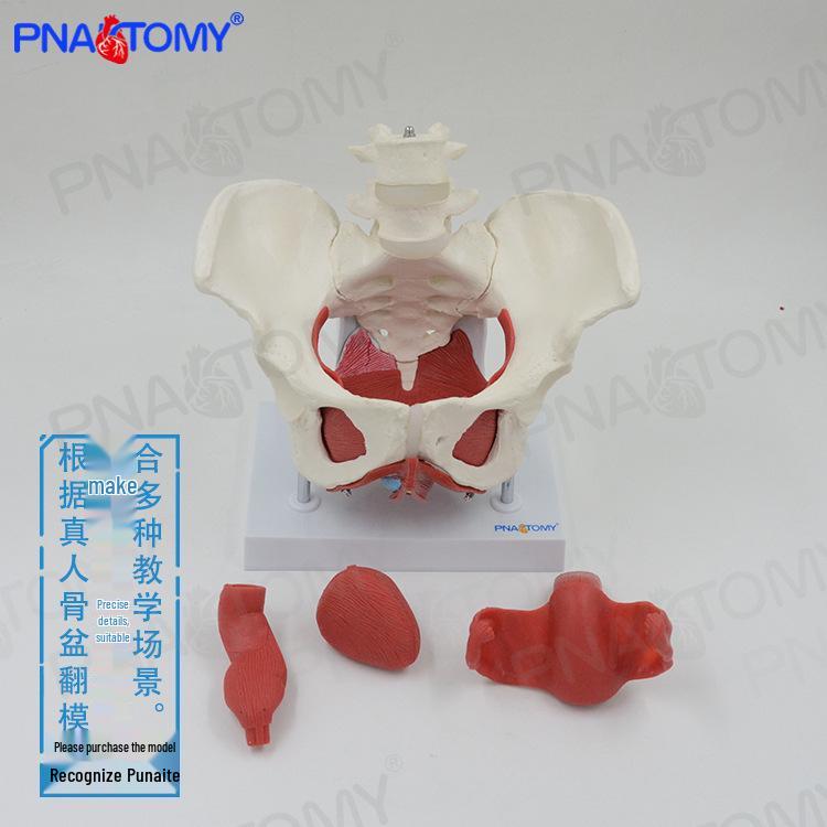 Female Pelvic Floor Rehabilitation and Gynecology Teaching Model 20x18x30 cm