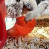 1pc, Chicken Water Feeder For Chicken, Duck, Goose, Turkey And Rabbit, Red Blue Orange