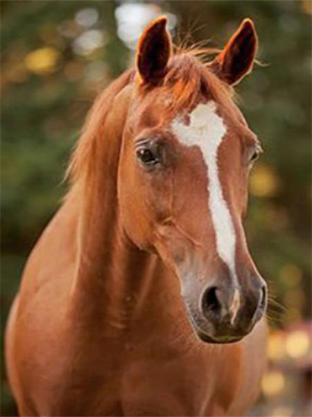 Pittura Diamante 5D Nuovi Arrivi Cavallo Ricamo Rotondo Completo Animali Mosaico Regalo Fatto a Mano Decorazione per la Casa