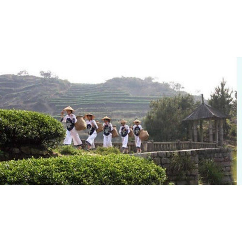 250g High Quality Chinese Natural Fresh Slimming Beauty Tea