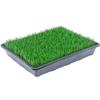 Desert Spring Bermuda Grass Lawn Seeds