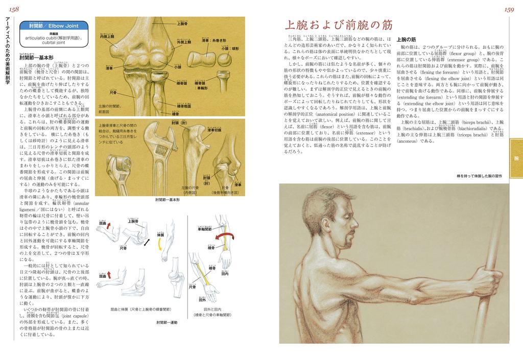 Artistic Anatomy for Artists