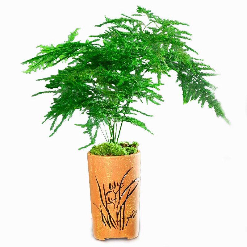 Asparagus Fern Indoor Plant: Air-Purifying, Evergreen, Hydroponic Bonsai for Office or Home