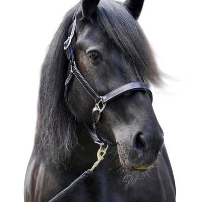 Firefoot Leather Padded Horse Headcollar