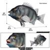 Red Silk Napoleonfish and Carp Toy Ornament - Marine Animal Simulation Model for Kids