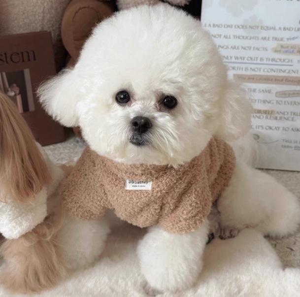 Abbigliamento Autunnale in Velluto per Cani di Piccola Taglia: Teddy, Bichon, Yorkshire, Pomerania, Barboncino