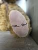 [USED] Vintage Teddy Bear