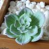 1Pc Plastic Fake Artificial Succulents Plant Bonsai Garden Home Office Decor