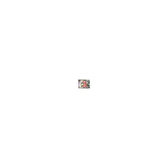2026 Calendar Rose-Paris Rose-