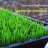 Desert Spring Bermuda Grass Lawn Seeds