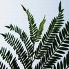 Plants and Sky Art 57cm X Large Made In Stylish Interior Living Room Green Fabric Panel, 57cm, Size, Japan, Poster, Decor, Decor, Landscape, Nature,
