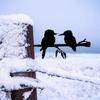 Two Birds On Branch Iron Art Silhouette - Metal Wall Art for Home Stunning Statue Stake Decoration and Housewarming Gifts