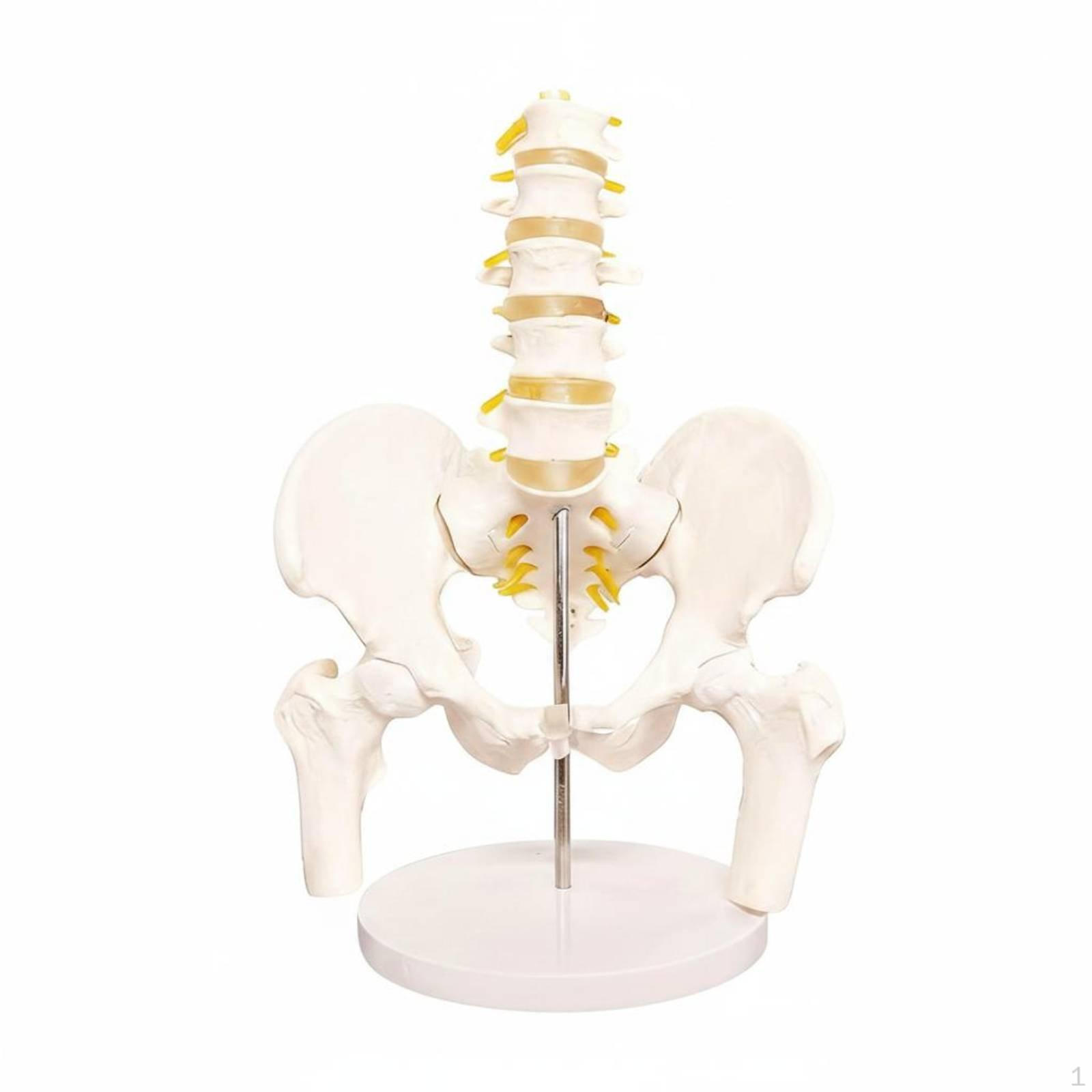 Spine Pelvis Model High Simulation Female Movable Joints Structural Educational for Medical Mini