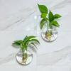 Minimalist Glass Wall Mounted Round Shape Vase Hydroponic Plant Glass Bottle Creative Green Plant Decoration for Living Room