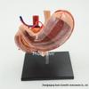4D Human Digestive System Model: Stomach, Pancreas, and Duodenum Anatomy